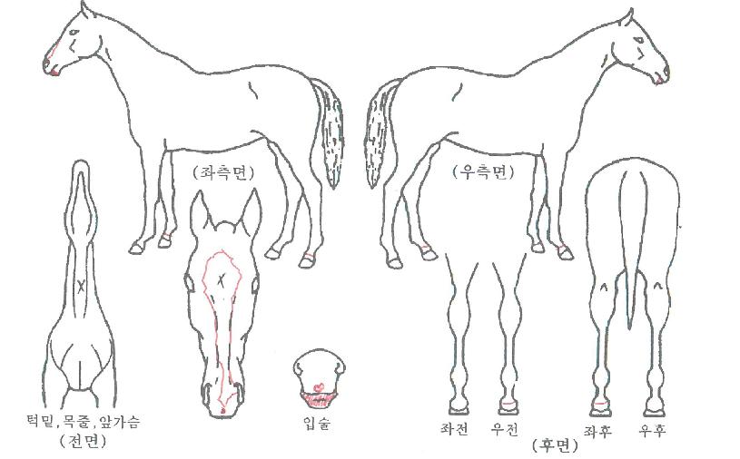 ±ÞÇึÀÇ Ãø¸é,¿ì¸é,µÞ¸é,µÎ»ó,´Ù¸®ÀÇ Æ¯Â¡µµÇØ