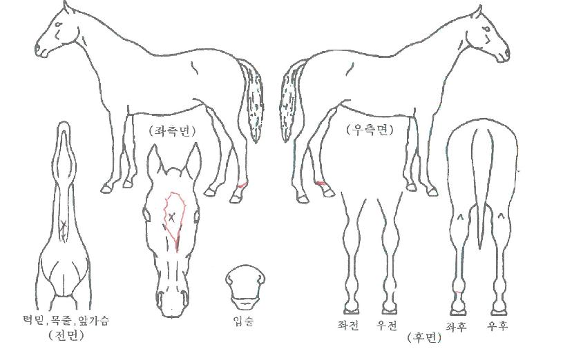 �ݾ����Ͻ��� ����,���,�޸�,�λ�,�ٸ��� Ư¡����