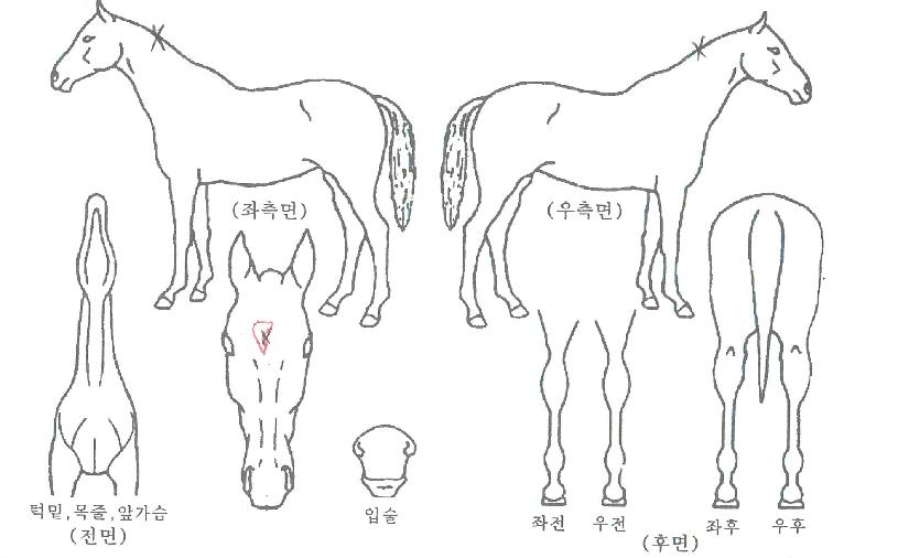 �̵峪�վ����� ����,���,�޸�,�λ�,�ٸ��� Ư¡����