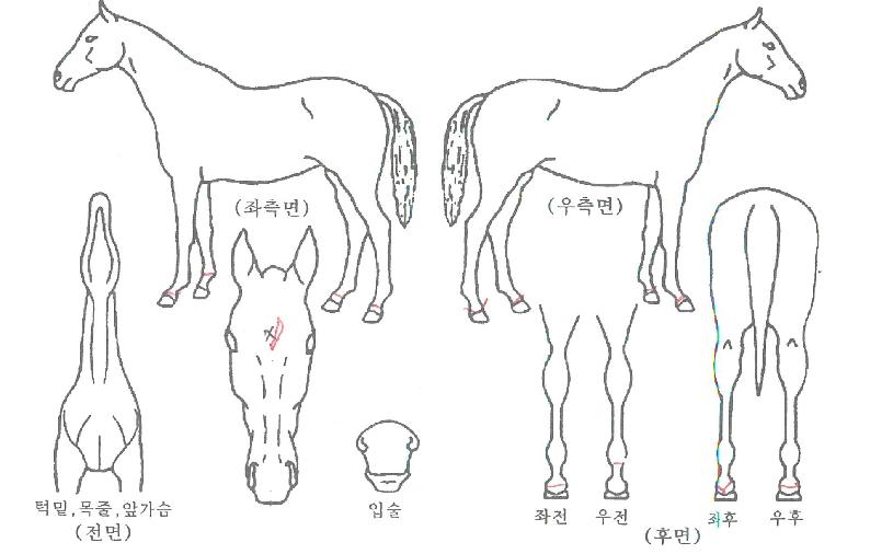 ÅõÅõÅͺ¸ÀÇ Ãø¸é,¿ì¸é,µÞ¸é,µÎ»ó,´Ù¸®ÀÇ Æ¯Â¡µµÇØ