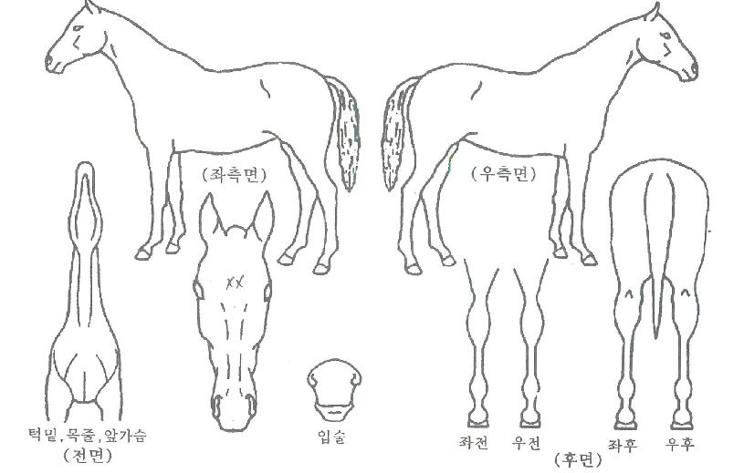 ȯ���ǽ¸��� ����,���,�޸�,�λ�,�ٸ��� Ư¡����