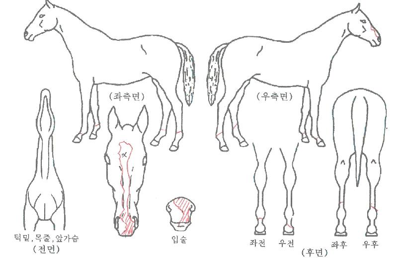 ¼±´õÆúÄ«ÀÇ Ãø¸é,¿ì¸é,µÞ¸é,µÎ»ó,´Ù¸®ÀÇ Æ¯Â¡µµÇØ