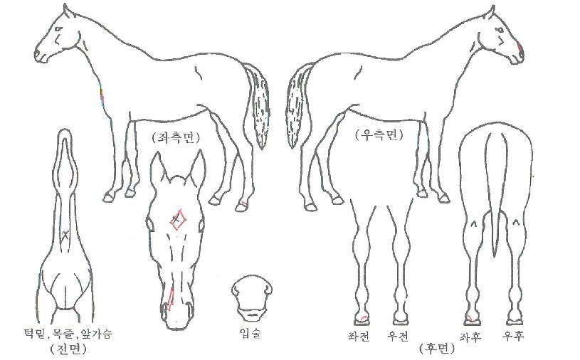 ³í½ºÅéÇàÁøÀÇ Ãø¸é,¿ì¸é,µÞ¸é,µÎ»ó,´Ù¸®ÀÇ Æ¯Â¡µµÇØ