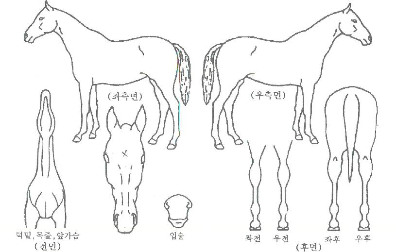 ºí·çÂ÷¹ÖÀÚ¸¶ÀÇ Ãø¸é,¿ì¸é,µÞ¸é,µÎ»ó,´Ù¸®ÀÇ Æ¯Â¡µµÇØ