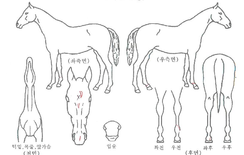 ��������� ����,���,�޸�,�λ�,�ٸ��� Ư¡����