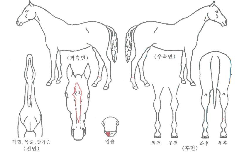 ����������� ����,���,�޸�,�λ�,�ٸ��� Ư¡����