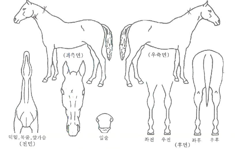 �����Ǻ�Ʈ�� ����,���,�޸�,�λ�,�ٸ��� Ư¡����