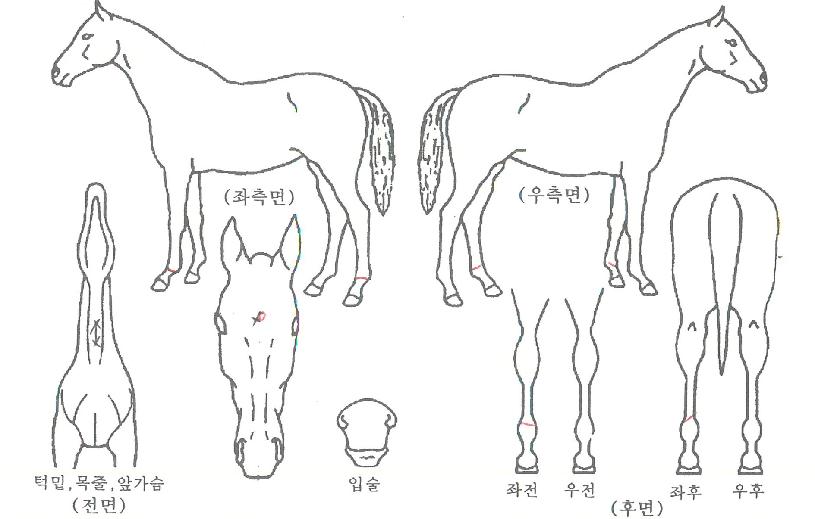 �������̵��� ����,���,�޸�,�λ�,�ٸ��� Ư¡����