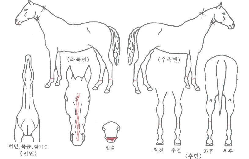 �ϴð����� ����,���,�޸�,�λ�,�ٸ��� Ư¡����