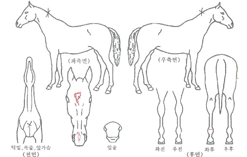 �÷�Ǯ������ ����,���,�޸�,�λ�,�ٸ��� Ư¡����