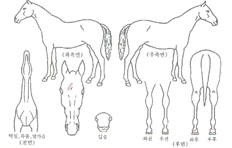 ¹ÌÁî¾÷ÀÇ Ãø¸é,¿ì¸é,µÞ¸é,µÎ»ó,´Ù¸®ÀÇ Æ¯Â¡µµÇØ