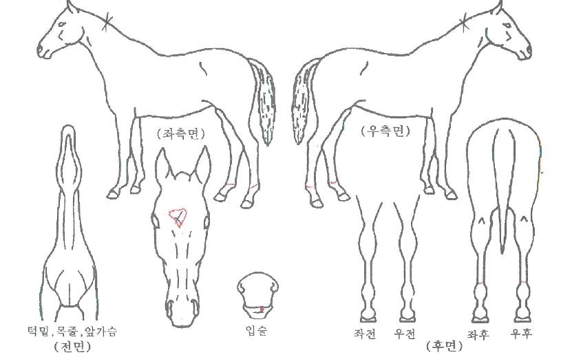 À¯·ÕÇöóÀ×ÀÇ Ãø¸é,¿ì¸é,µÞ¸é,µÎ»ó,´Ù¸®ÀÇ Æ¯Â¡µµÇØ