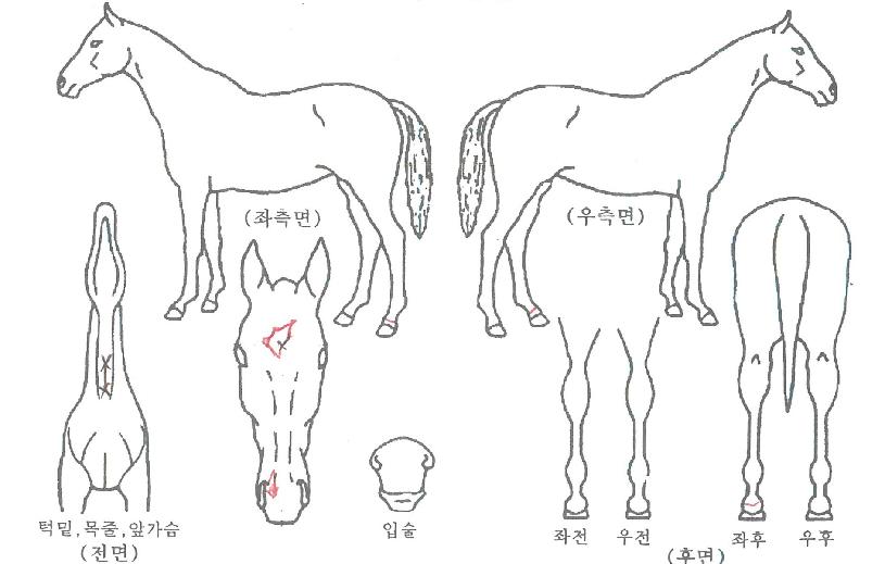 »õ³»ºòÅ丮ÀÇ Ãø¸é,¿ì¸é,µÞ¸é,µÎ»ó,´Ù¸®ÀÇ Æ¯Â¡µµÇØ