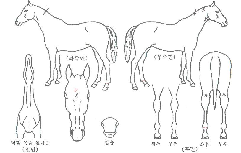 �Ի��� ����,���,�޸�,�λ�,�ٸ��� Ư¡����