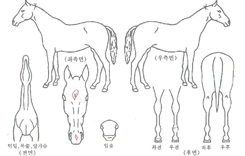 �ູ�ڸ����� ����,���,�޸�,�λ�,�ٸ��� Ư¡����