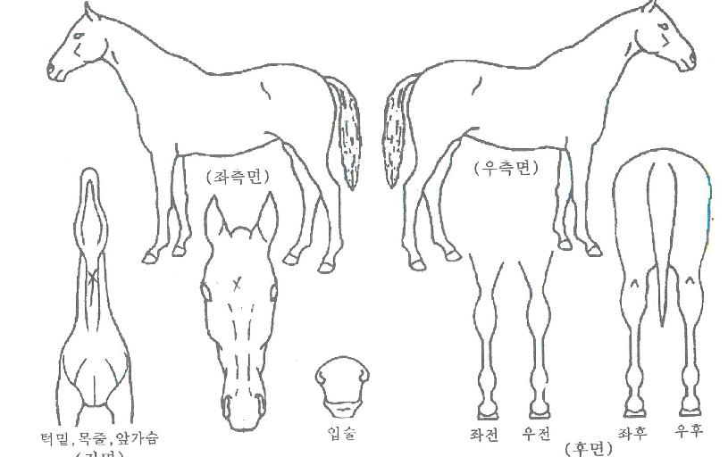 Æ÷¿¡¹ö·¯³ÊÀÇ Ãø¸é,¿ì¸é,µÞ¸é,µÎ»ó,´Ù¸®ÀÇ Æ¯Â¡µµÇØ