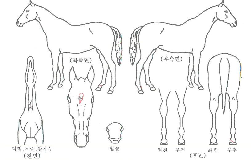 ºñ¾ÓÄ«ÀÇ Ãø¸é,¿ì¸é,µÞ¸é,µÎ»ó,´Ù¸®ÀÇ Æ¯Â¡µµÇØ