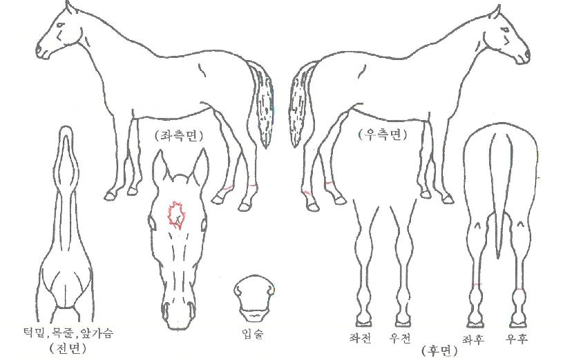 ¶óºñ¿¡º§ÀÇ Ãø¸é,¿ì¸é,µÞ¸é,µÎ»ó,´Ù¸®ÀÇ Æ¯Â¡µµÇØ