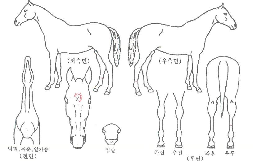 ÄÚÀÎºí·¹À̵åÀÇ Ãø¸é,¿ì¸é,µÞ¸é,µÎ»ó,´Ù¸®ÀÇ Æ¯Â¡µµÇØ