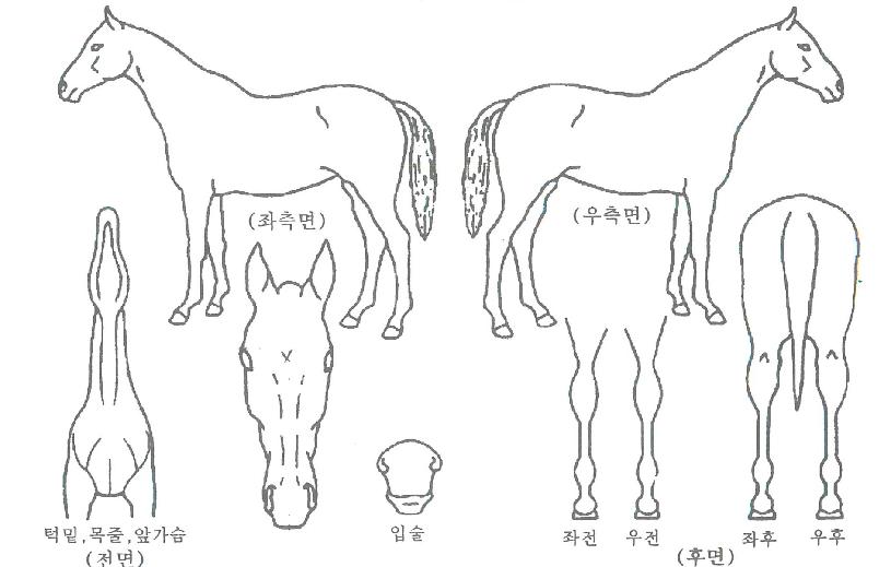 ¿ø´õ¿ø´õÀÚ¸¶ÀÇ Ãø¸é,¿ì¸é,µÞ¸é,µÎ»ó,´Ù¸®ÀÇ Æ¯Â¡µµÇØ