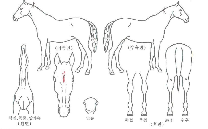 Ÿ�����ڸ��� ����,���,�޸�,�λ�,�ٸ��� Ư¡����