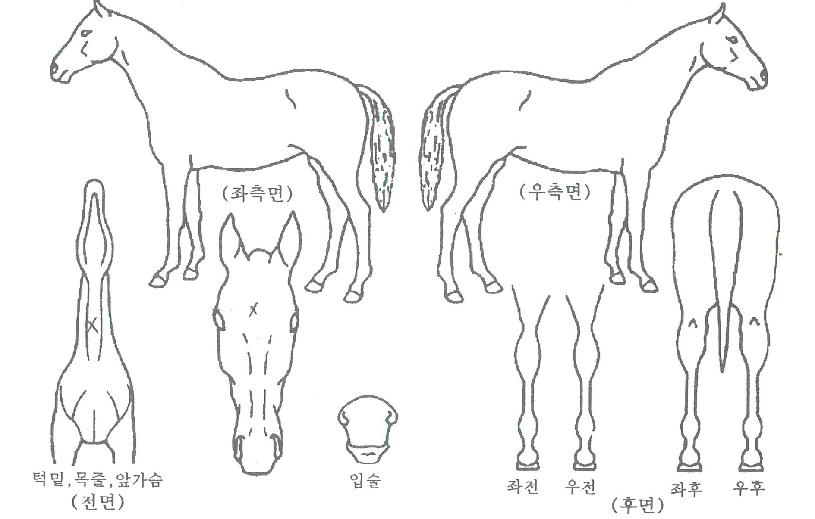 ÇÁ¶óÀÓÄýÀÇ Ãø¸é,¿ì¸é,µÞ¸é,µÎ»ó,´Ù¸®ÀÇ Æ¯Â¡µµÇØ