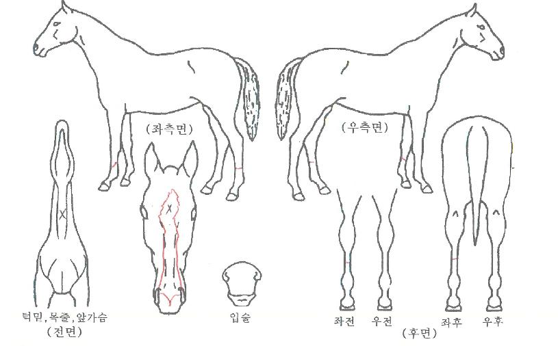 ¿µ¼ºÆÄÀÌÆÃÀÇ Ãø¸é,¿ì¸é,µÞ¸é,µÎ»ó,´Ù¸®ÀÇ Æ¯Â¡µµÇØ