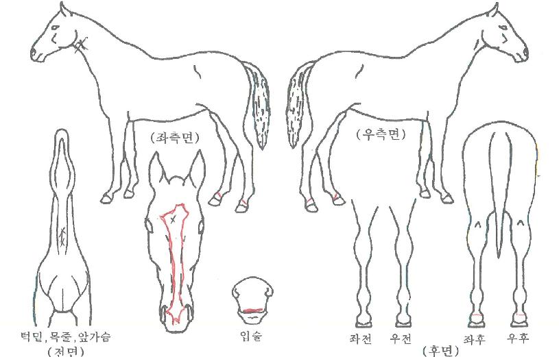 Ž�󸮽�Ʈ�� ����,���,�޸�,�λ�,�ٸ��� Ư¡����