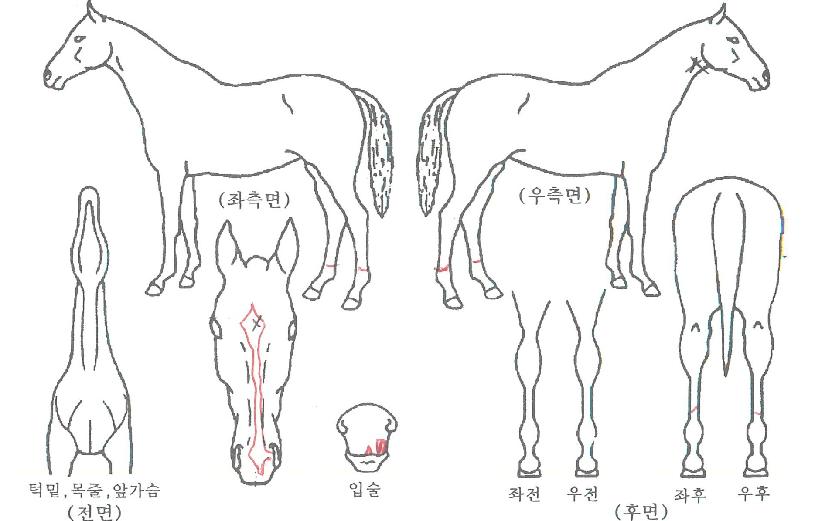 ºò·ÎµåÀÌÁöÀÇ Ãø¸é,¿ì¸é,µÞ¸é,µÎ»ó,´Ù¸®ÀÇ Æ¯Â¡µµÇØ