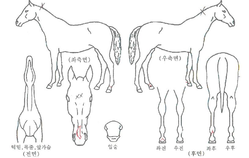 ��������� ����,���,�޸�,�λ�,�ٸ��� Ư¡����