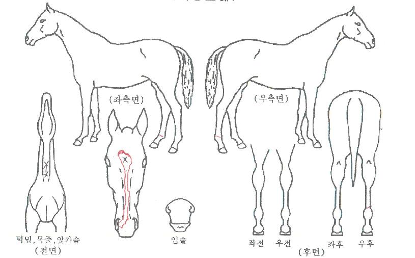 �����Ǵ��̾��� ����,���,�޸�,�λ�,�ٸ��� Ư¡����