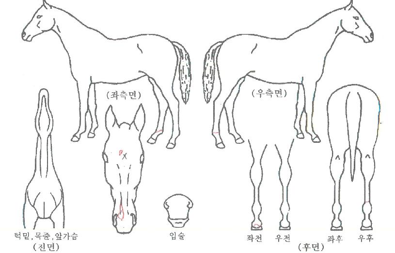 ¹é»óÀÇ Ãø¸é,¿ì¸é,µÞ¸é,µÎ»ó,´Ù¸®ÀÇ Æ¯Â¡µµÇØ