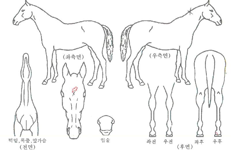 ½ºÅèÆ÷½ºÀÇ Ãø¸é,¿ì¸é,µÞ¸é,µÎ»ó,´Ù¸®ÀÇ Æ¯Â¡µµÇØ