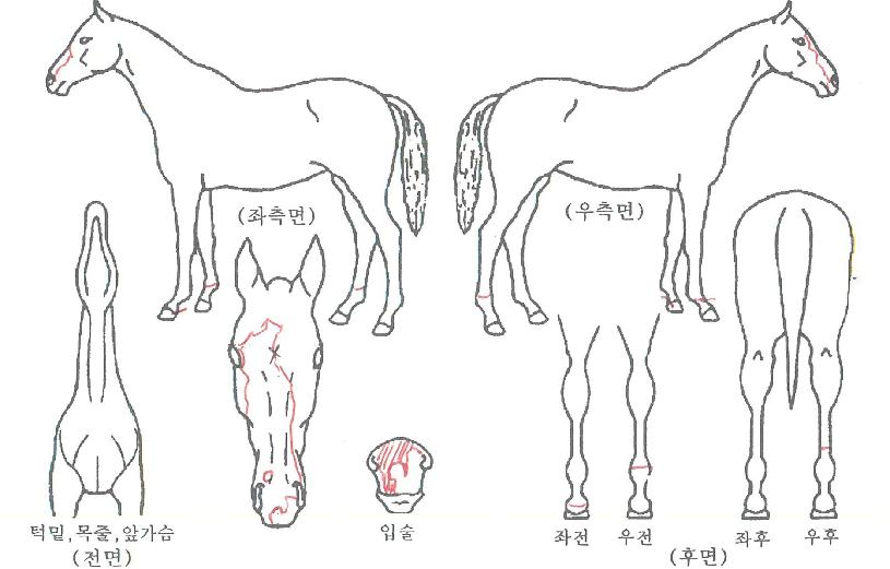 ¼Ò¹é¿µÁÖÀÇ Ãø¸é,¿ì¸é,µÞ¸é,µÎ»ó,´Ù¸®ÀÇ Æ¯Â¡µµÇØ