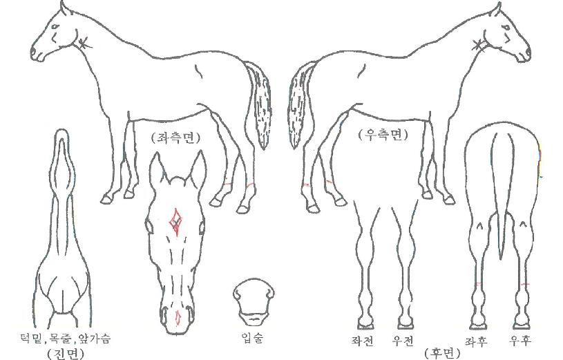 ¾à¼Ó´ë·ÎÀÇ Ãø¸é,¿ì¸é,µÞ¸é,µÎ»ó,´Ù¸®ÀÇ Æ¯Â¡µµÇØ