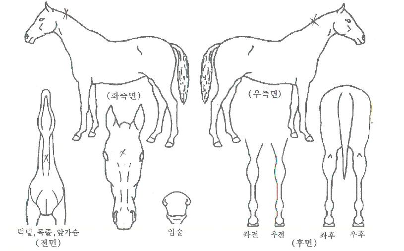 ¼¼¸í±â»óÀÇ Ãø¸é,¿ì¸é,µÞ¸é,µÎ»ó,´Ù¸®ÀÇ Æ¯Â¡µµÇØ