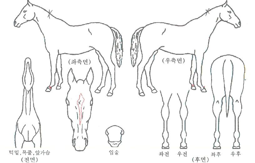 Çʵ帶´Ï¾ÆÀÇ Ãø¸é,¿ì¸é,µÞ¸é,µÎ»ó,´Ù¸®ÀÇ Æ¯Â¡µµÇØ