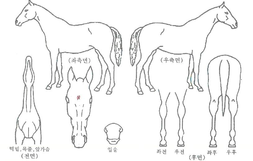 Á¶ÀÌÇÃÀÇ Ãø¸é,¿ì¸é,µÞ¸é,µÎ»ó,´Ù¸®ÀÇ Æ¯Â¡µµÇØ