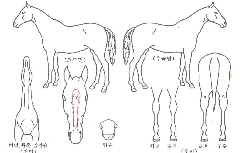 ¸¶¹ý´ë·ÎÀÇ Ãø¸é,¿ì¸é,µÞ¸é,µÎ»ó,´Ù¸®ÀÇ Æ¯Â¡µµÇØ