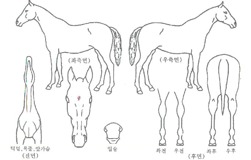 ¿µ¿øÇÑÁúÁÖÀÇ Ãø¸é,¿ì¸é,µÞ¸é,µÎ»ó,´Ù¸®ÀÇ Æ¯Â¡µµÇØ