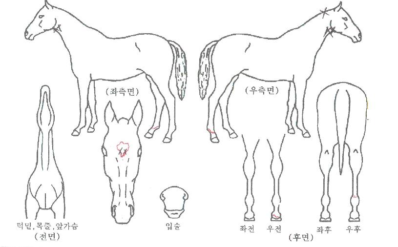 �λ��Ƽ�� ����,���,�޸�,�λ�,�ٸ��� Ư¡����