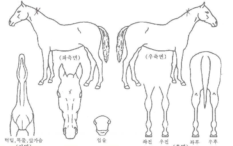 ¼È¸®Áî·çºñ³ªÀÚ¸¶ÀÇ Ãø¸é,¿ì¸é,µÞ¸é,µÎ»ó,´Ù¸®ÀÇ Æ¯Â¡µµÇØ