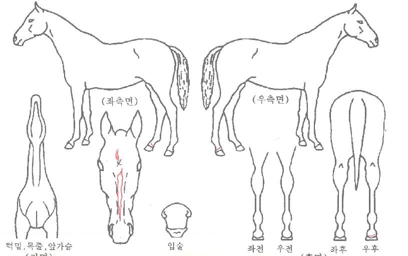 ¿¢½ººí·¹À̵åÀÇ Ãø¸é,¿ì¸é,µÞ¸é,µÎ»ó,´Ù¸®ÀÇ Æ¯Â¡µµÇØ