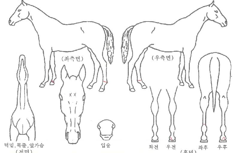 �ִϱµ����� ����,���,�޸�,�λ�,�ٸ��� Ư¡����