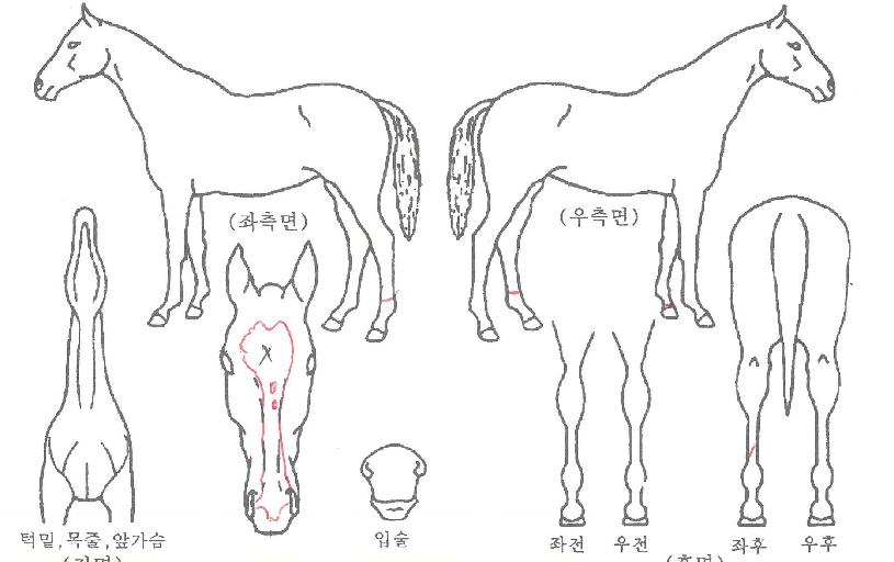 õ���������� ����,���,�޸�,�λ�,�ٸ��� Ư¡����