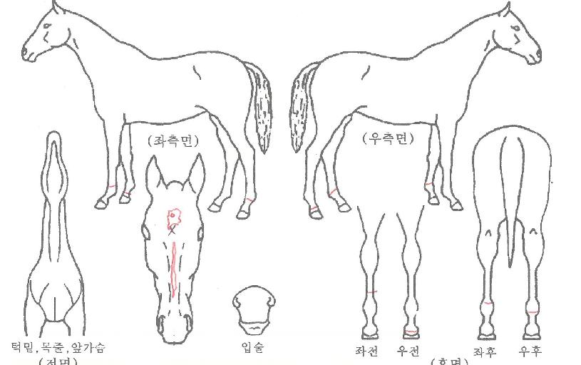 ÇÏÀÌ·çºñÀÇ Ãø¸é,¿ì¸é,µÞ¸é,µÎ»ó,´Ù¸®ÀÇ Æ¯Â¡µµÇØ