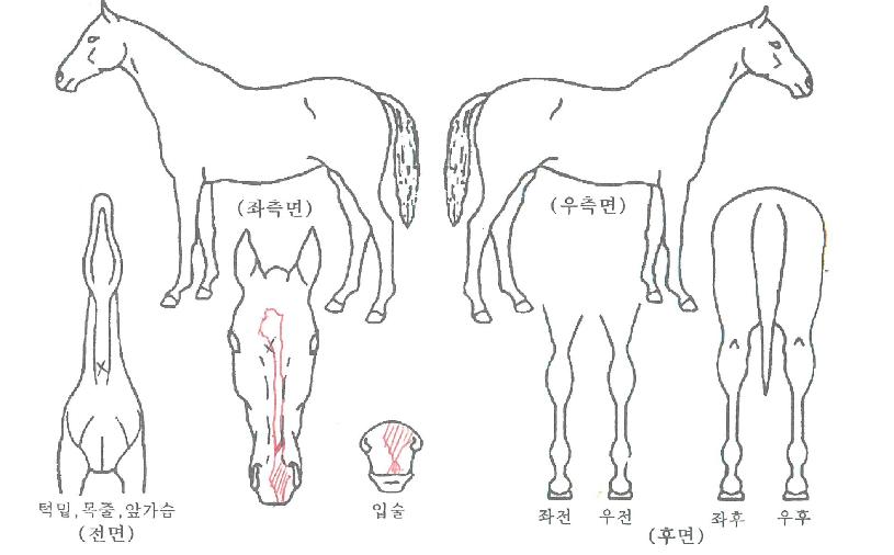 ·Î¿¼£·ÒÀÇ Ãø¸é,¿ì¸é,µÞ¸é,µÎ»ó,´Ù¸®ÀÇ Æ¯Â¡µµÇØ