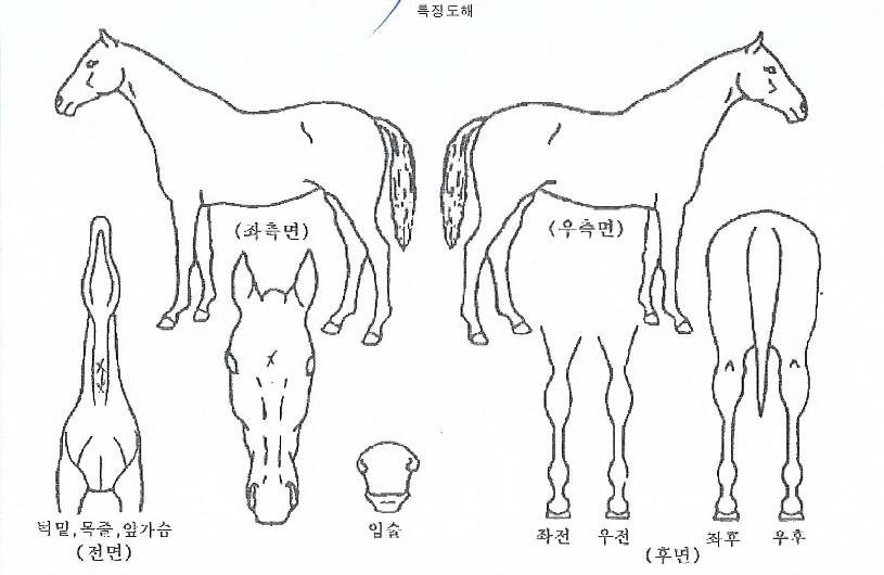 ·Î¿ºí·¹À̵åÀÇ Ãø¸é,¿ì¸é,µÞ¸é,µÎ»ó,´Ù¸®ÀÇ Æ¯Â¡µµÇØ