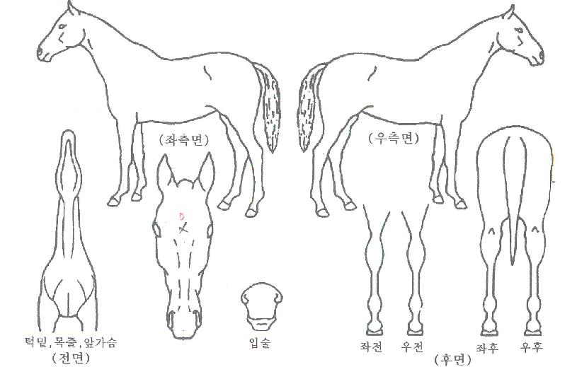 ¿øÆÀÀÇ Ãø¸é,¿ì¸é,µÞ¸é,µÎ»ó,´Ù¸®ÀÇ Æ¯Â¡µµÇØ