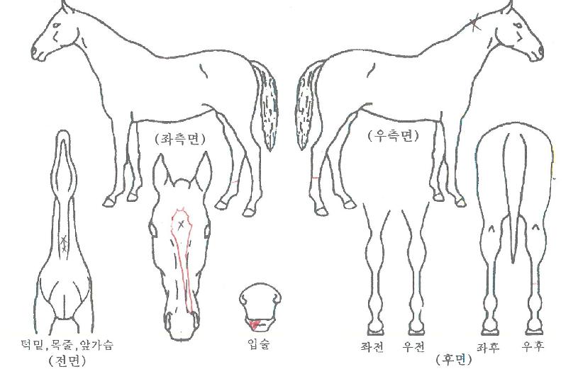 �ǹ��巡���� ����,���,�޸�,�λ�,�ٸ��� Ư¡����